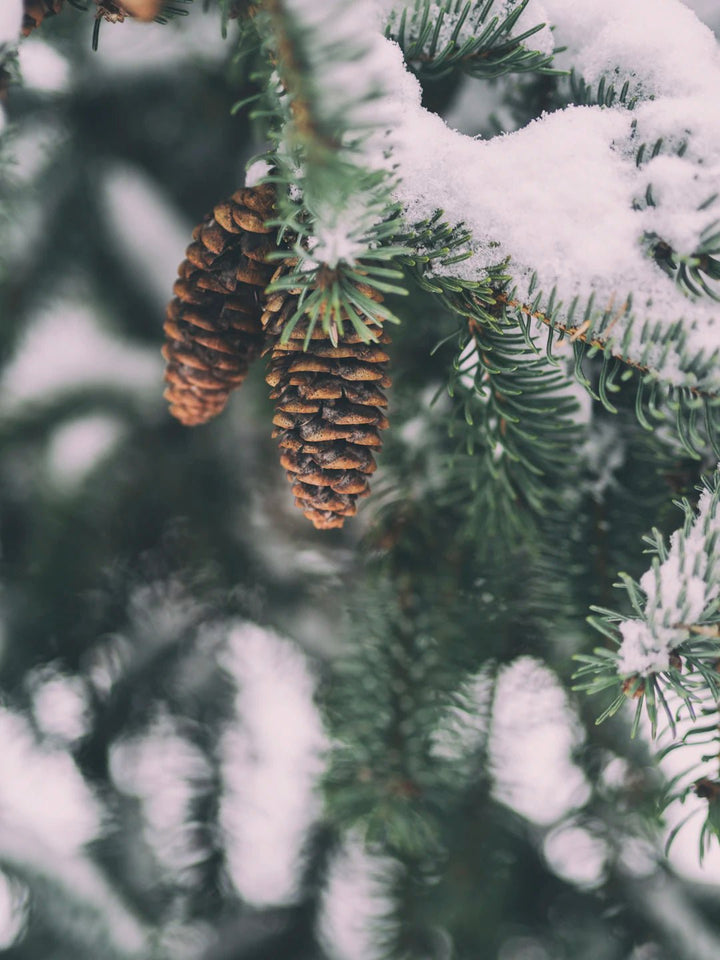 Seamless Seasonal Shift: Mastering Your RV Care from Summer to Winter - Young Farts RV Parts